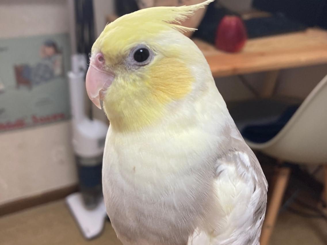 つげちゃん つげちゃん
