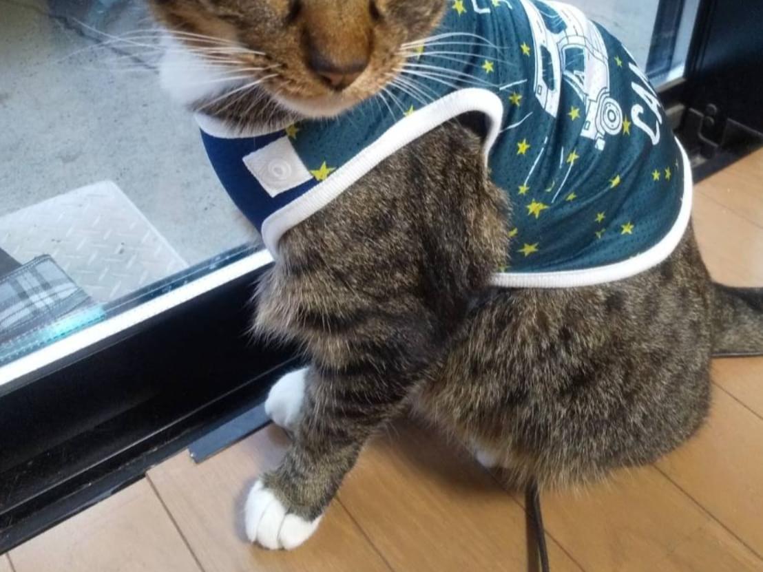 トラちゃん トラちゃん