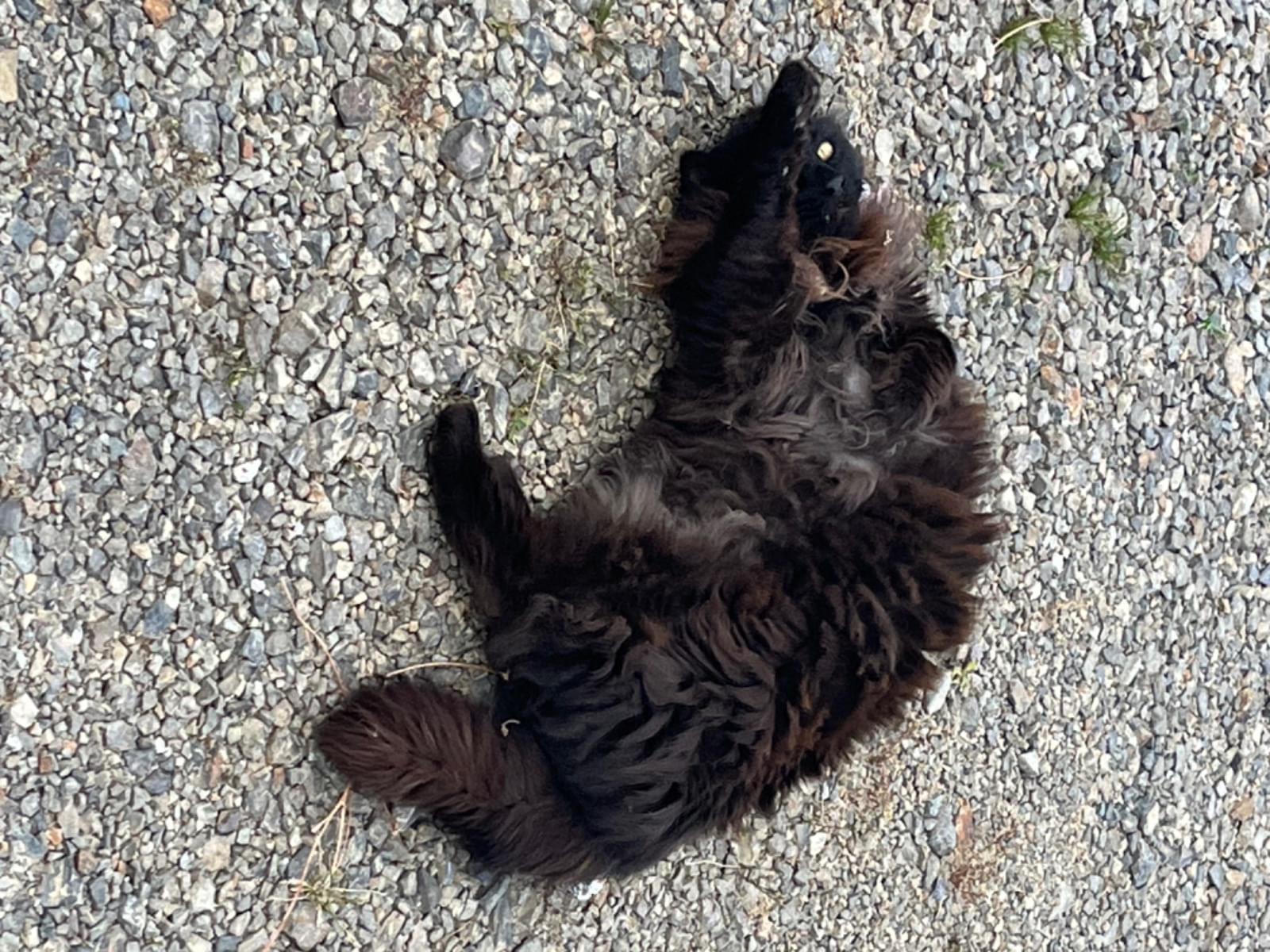 目撃された猫 目撃された猫