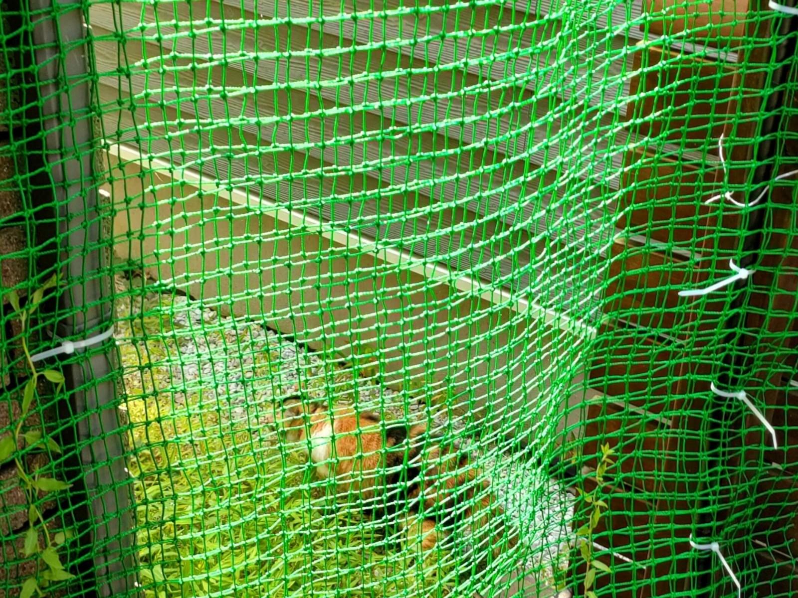 目撃された猫 目撃された猫