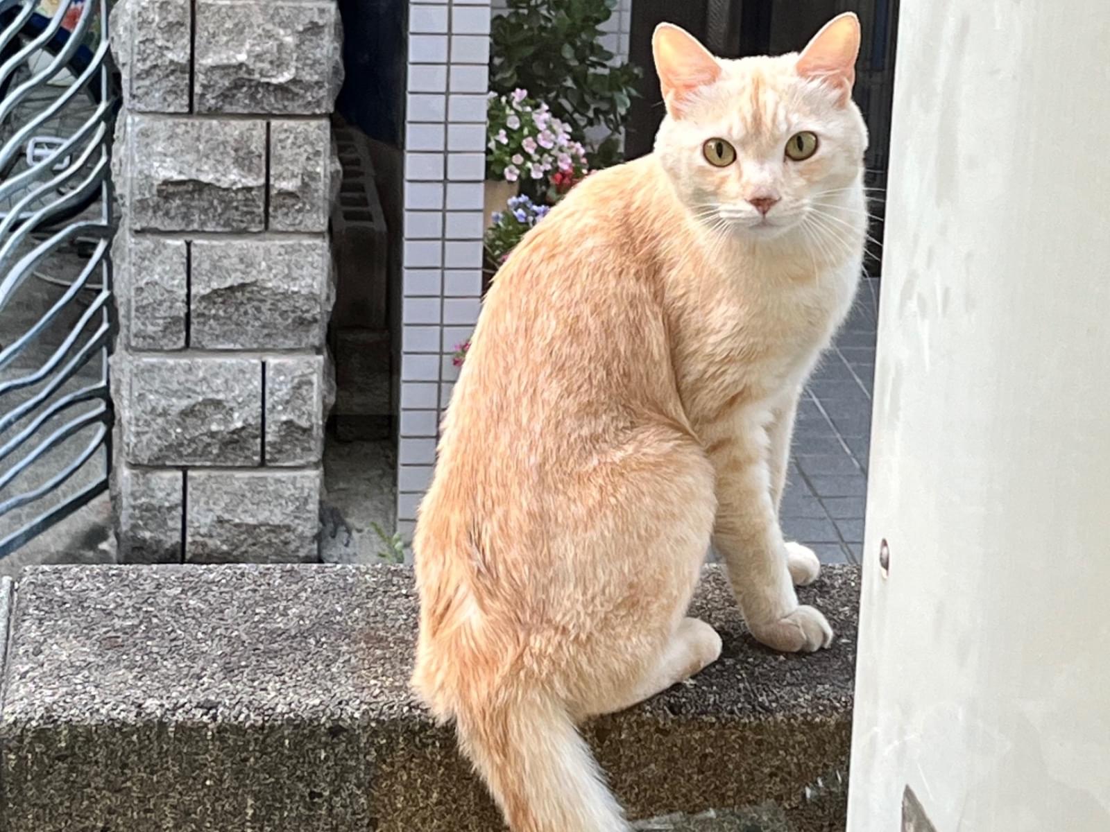 目撃された猫