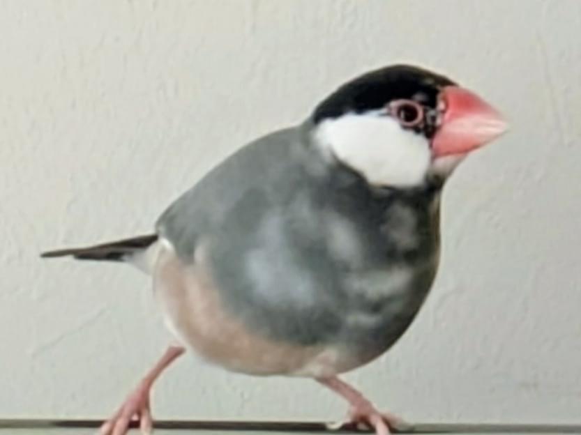 保護された鳥