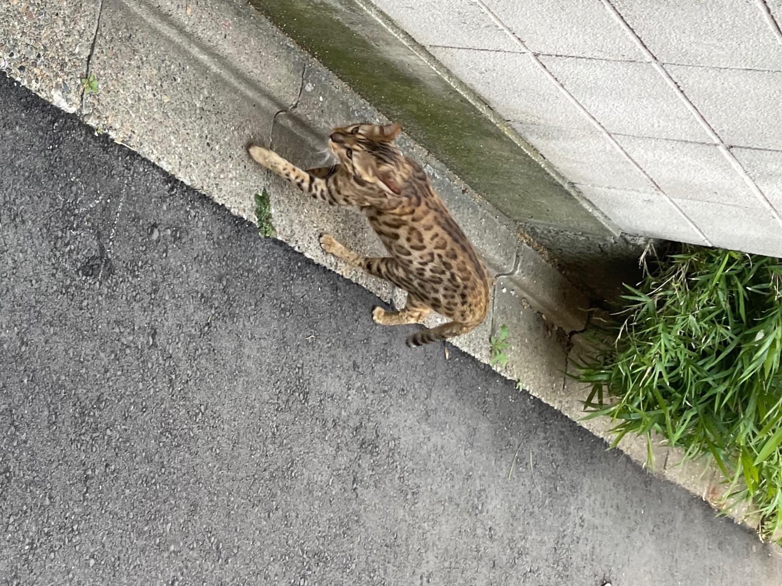 目撃された猫 目撃された猫