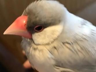 あやちゃん あやちゃん
