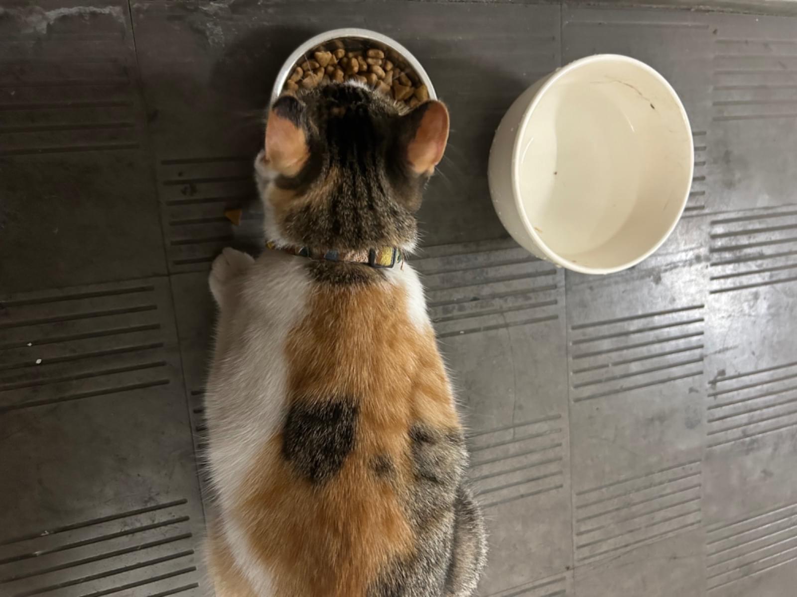 保護された猫 保護された猫