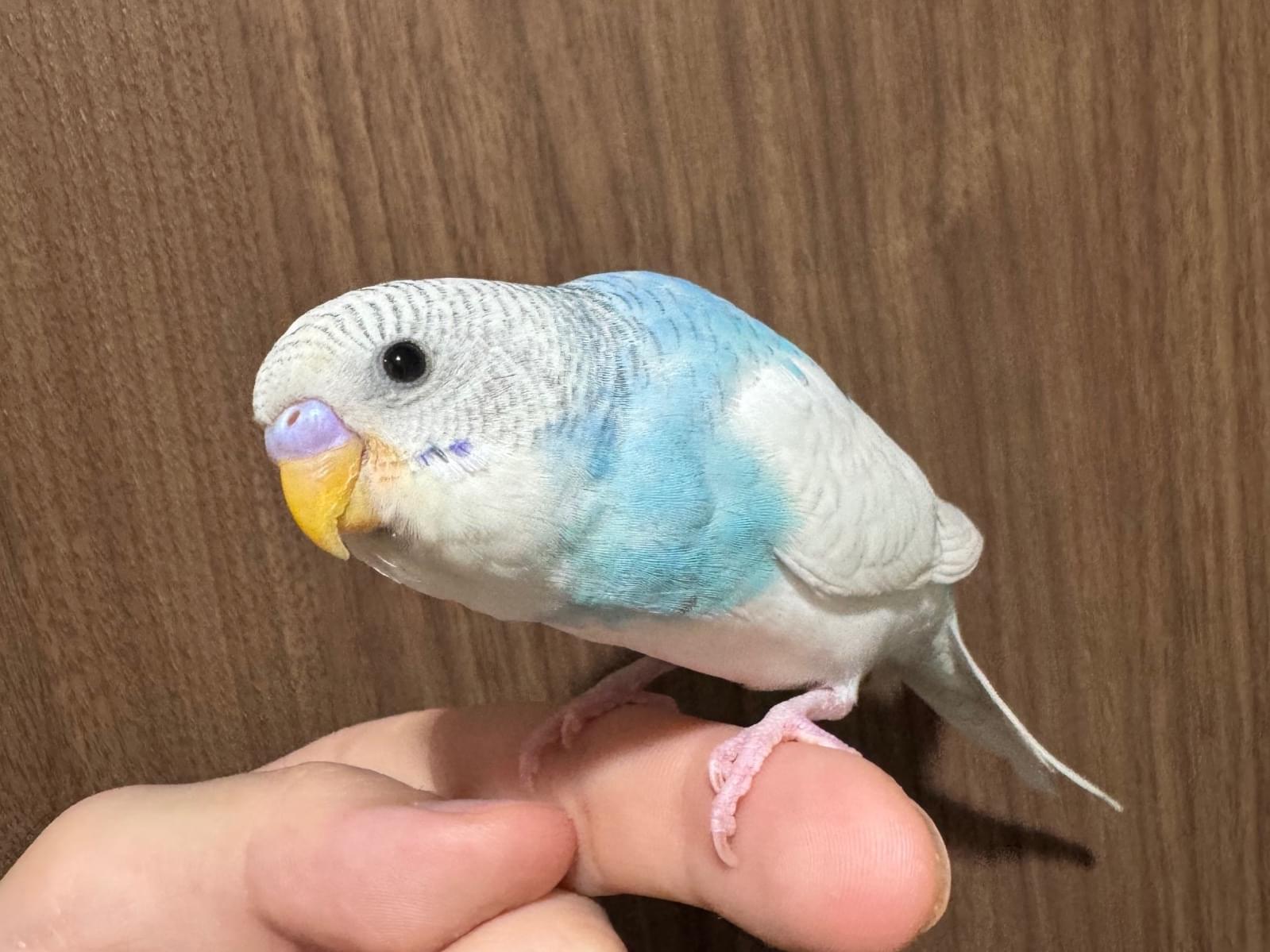 コハクヌシちゃん コハクヌシちゃん