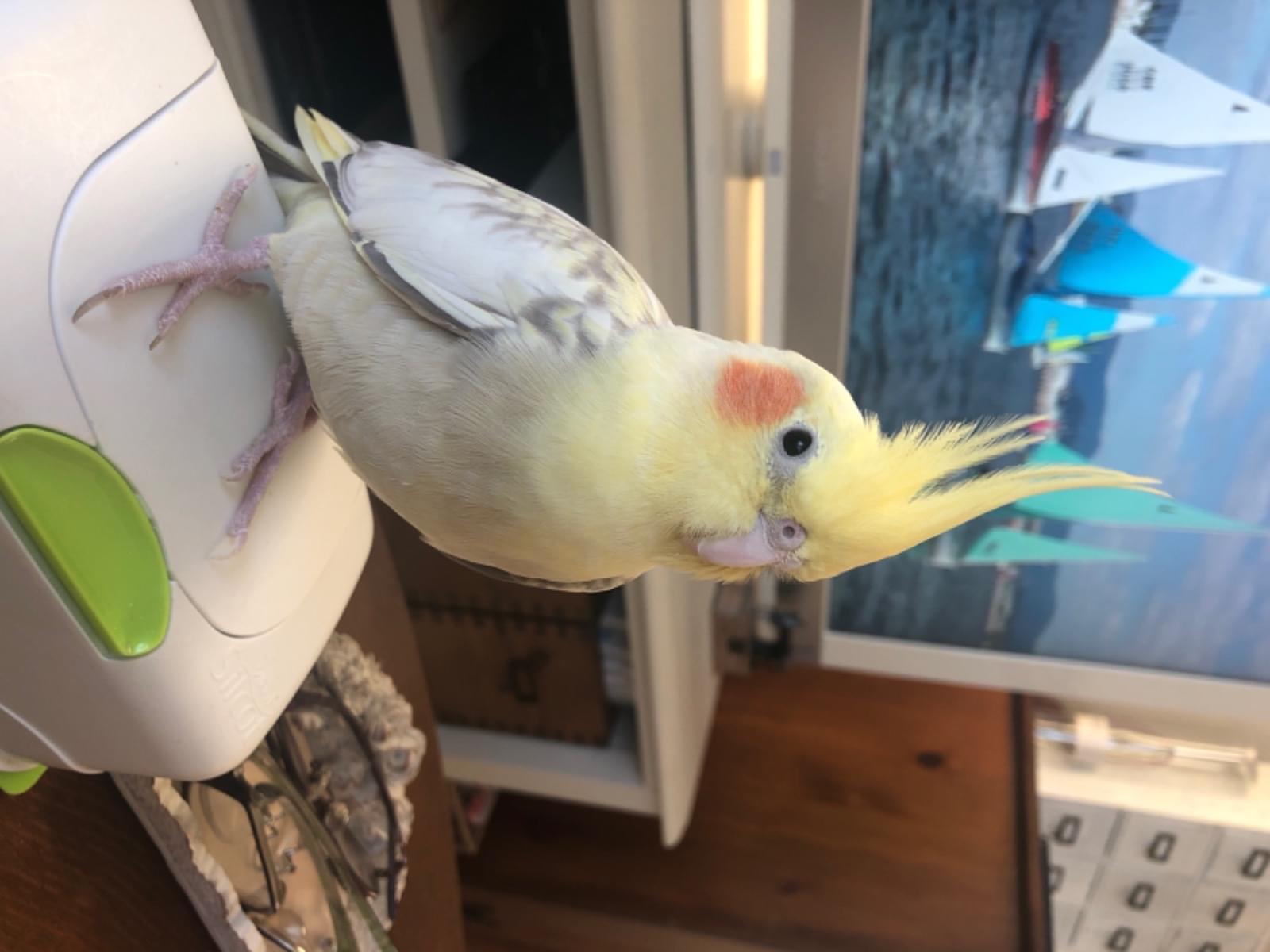 にこちゃん にこちゃん