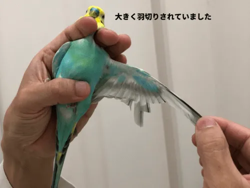 4/24】福山市三吉町で青色(頭:黄色)のセキセイインコ(種類:レインボー