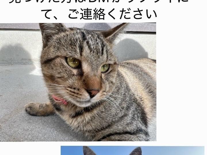 会長ちゃん 会長ちゃん