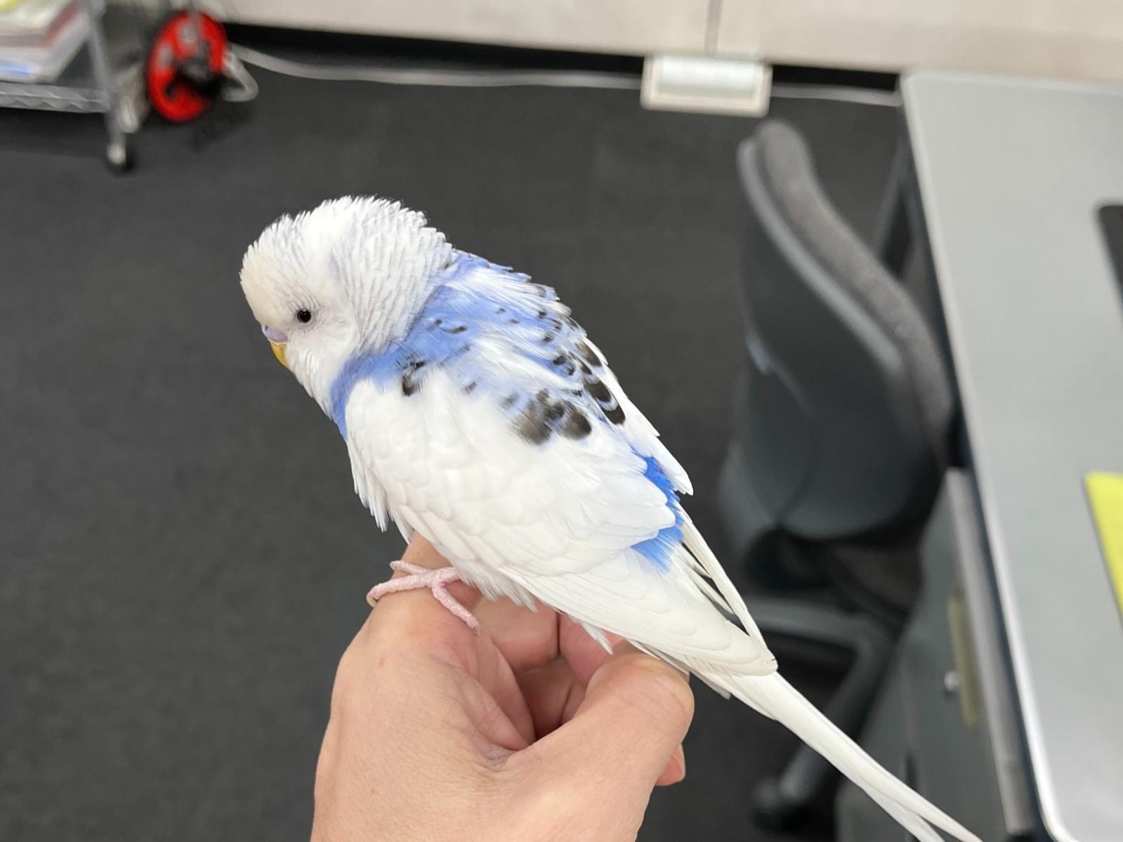 保護された鳥 保護された鳥