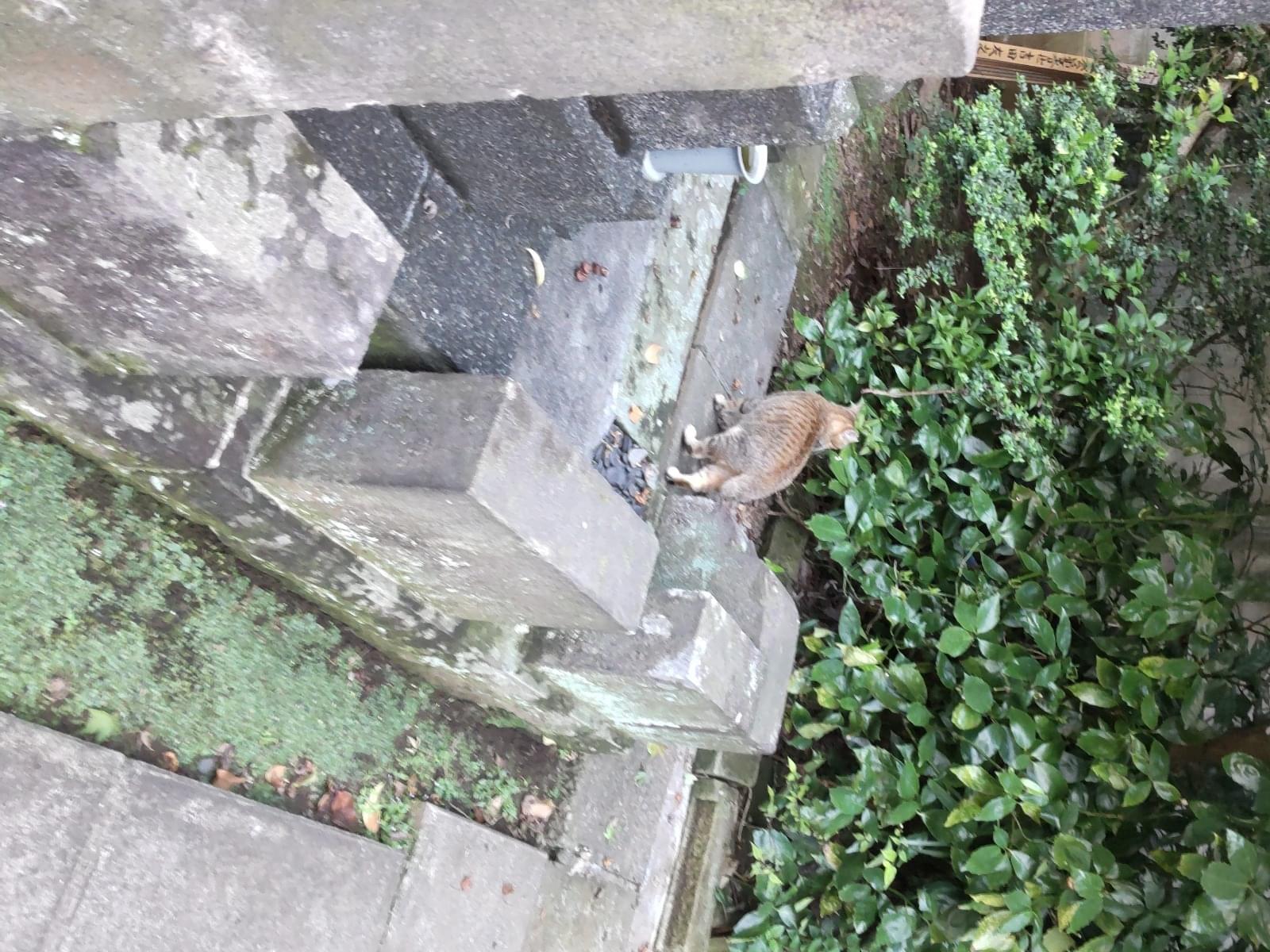 目撃された猫 目撃された猫