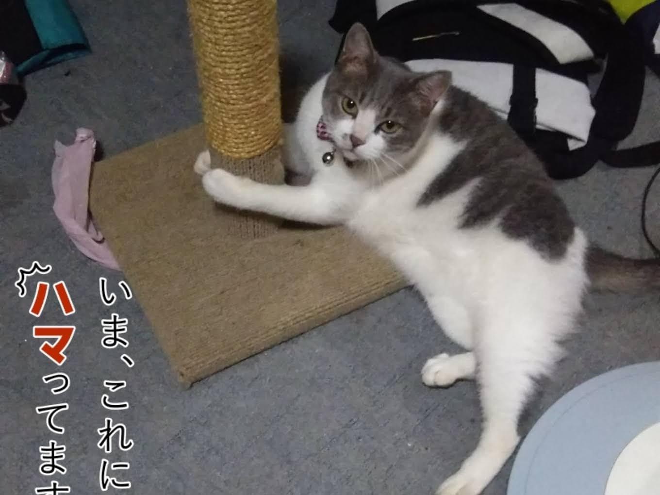グーちゃん グーちゃん
