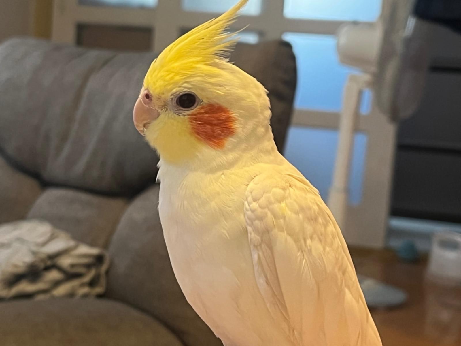もんちゃん もんちゃん