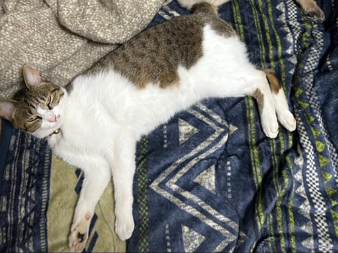 ジェイちゃん