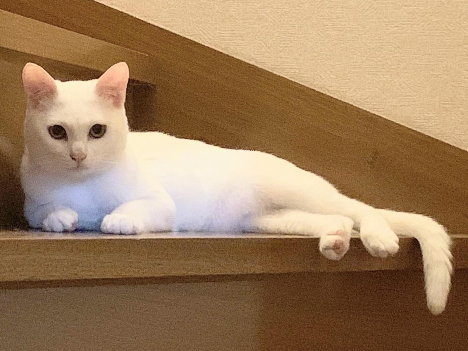 みかんちゃん みかんちゃん