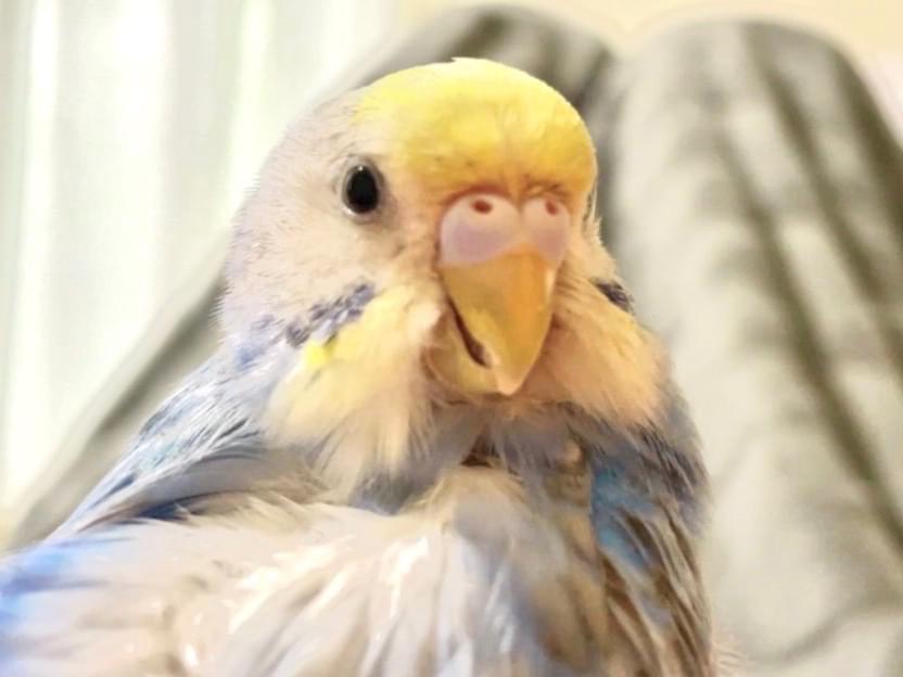 テンちゃん テンちゃん