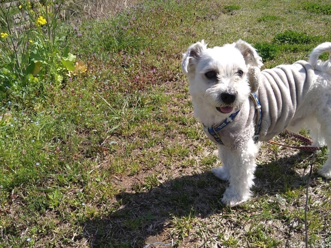 スネ夫ちゃん スネ夫ちゃん