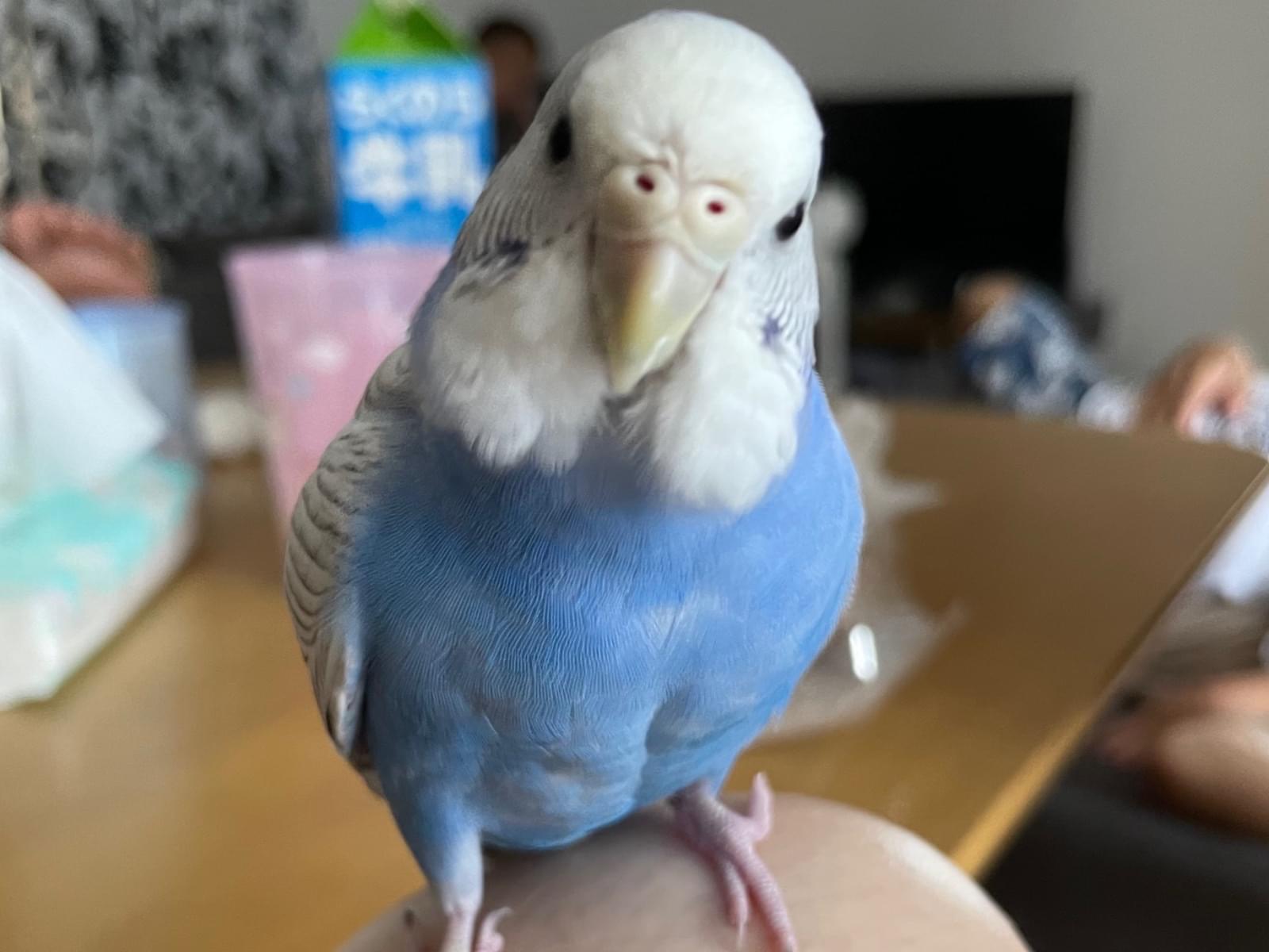 ポッポちゃん ポッポちゃん