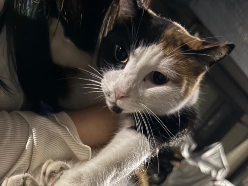 目撃された猫 目撃された猫