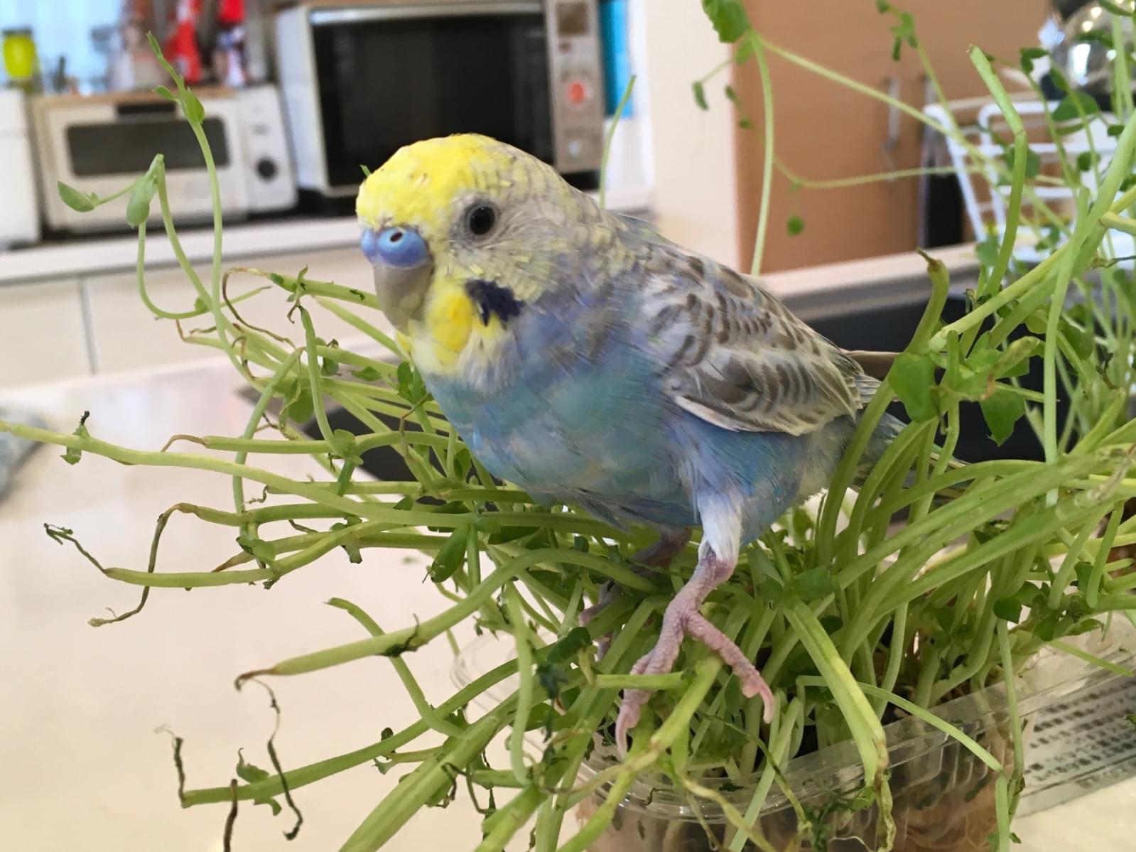 ソラマメちゃん