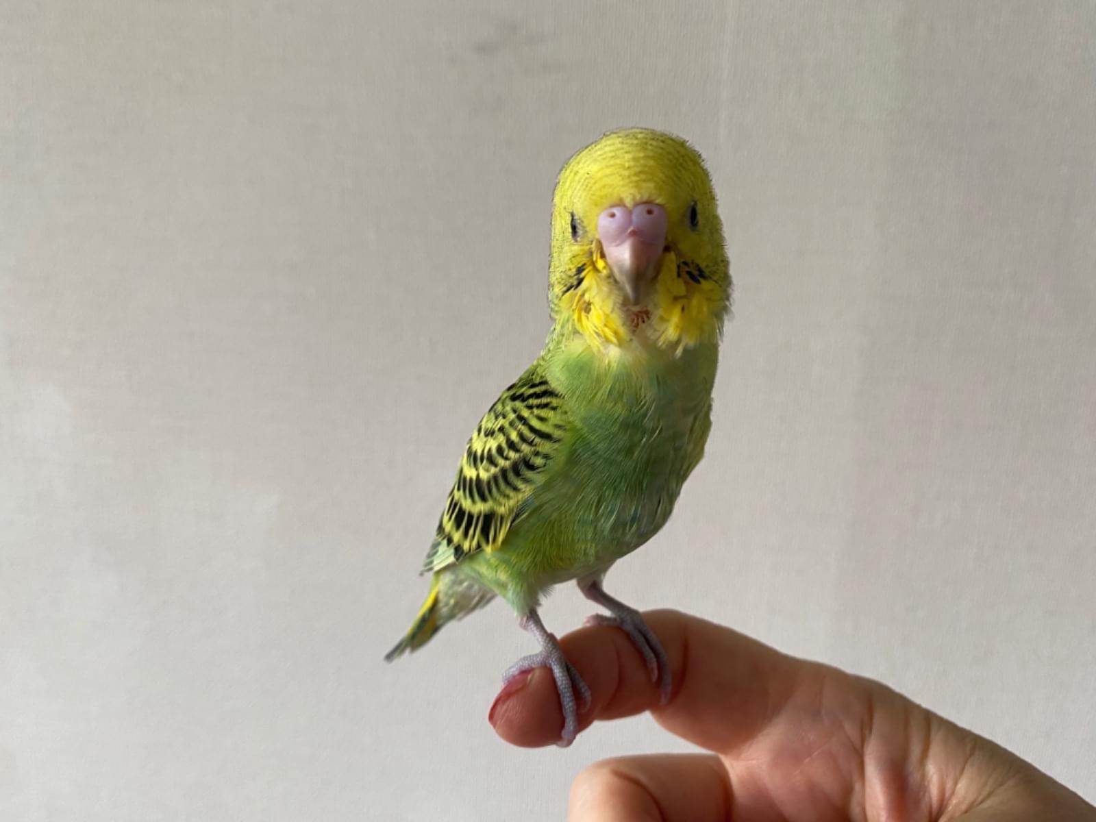 保護された鳥 保護された鳥