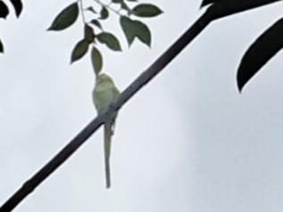 目撃された鳥 目撃された鳥