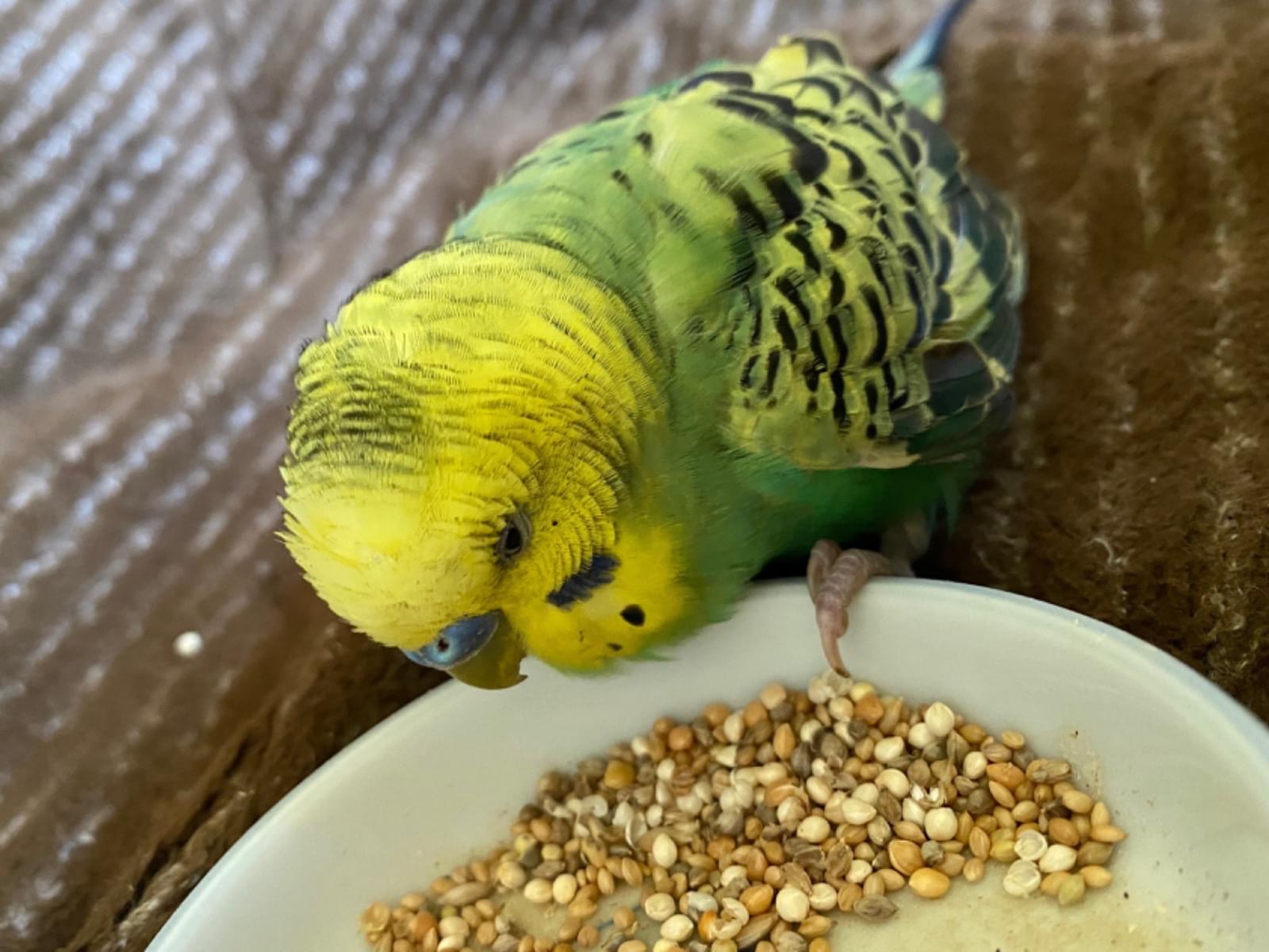 保護された鳥 保護された鳥
