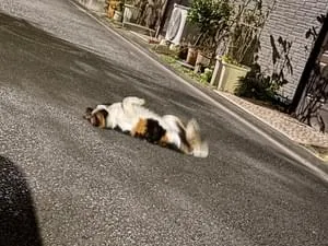 三毛猫のお散歩 初代アンタレス 楽天市場】信楽焼 陶器 ねこ ボスねこ (三毛) 猫 ネコ 腕組み