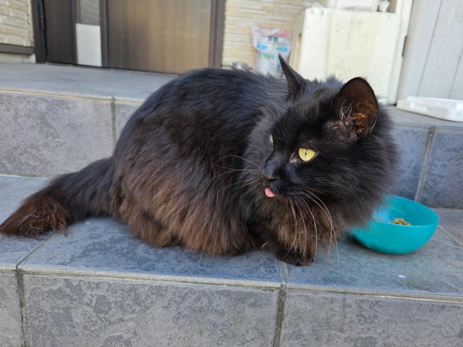 目撃された猫 目撃された猫