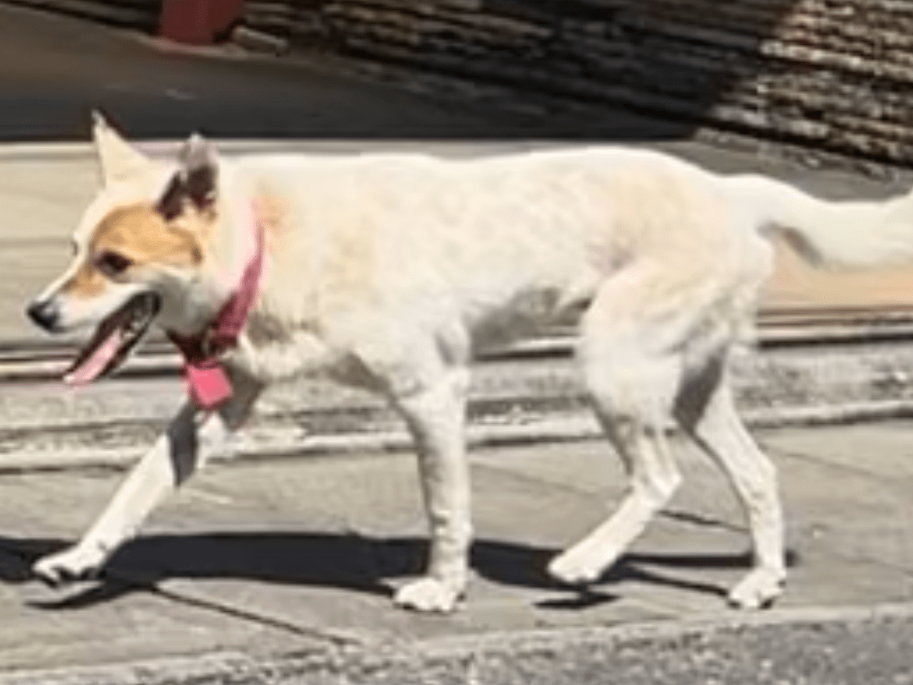 目撃された犬