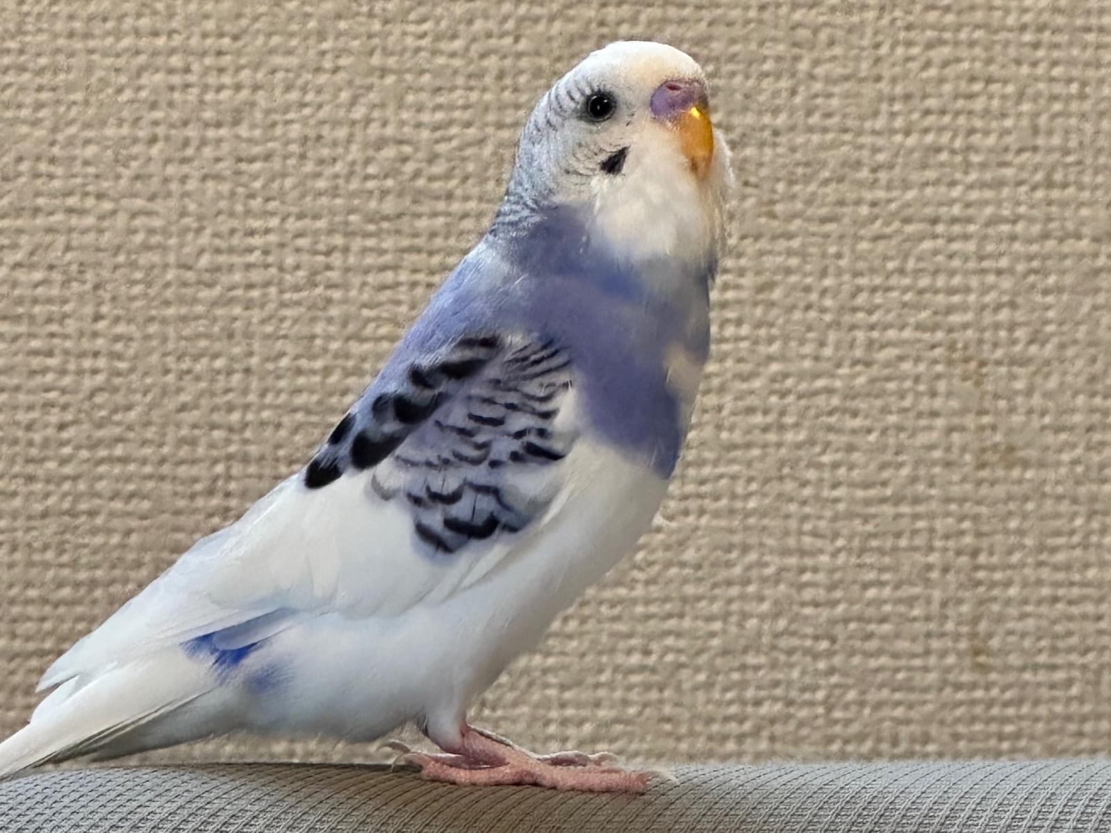 番長ちゃん 番長ちゃん