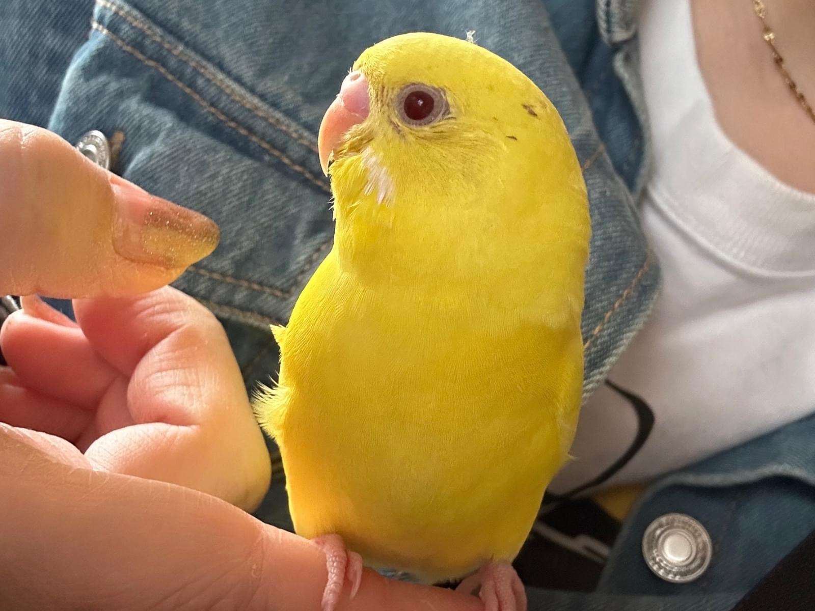 保護された鳥 保護された鳥