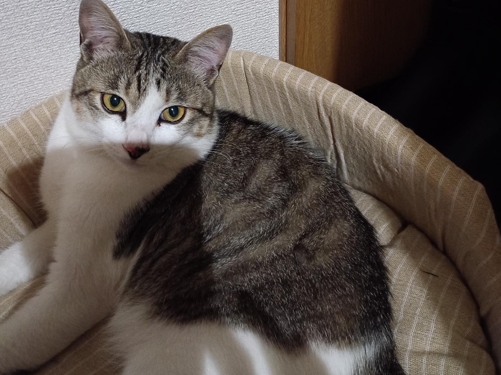 コメちゃん