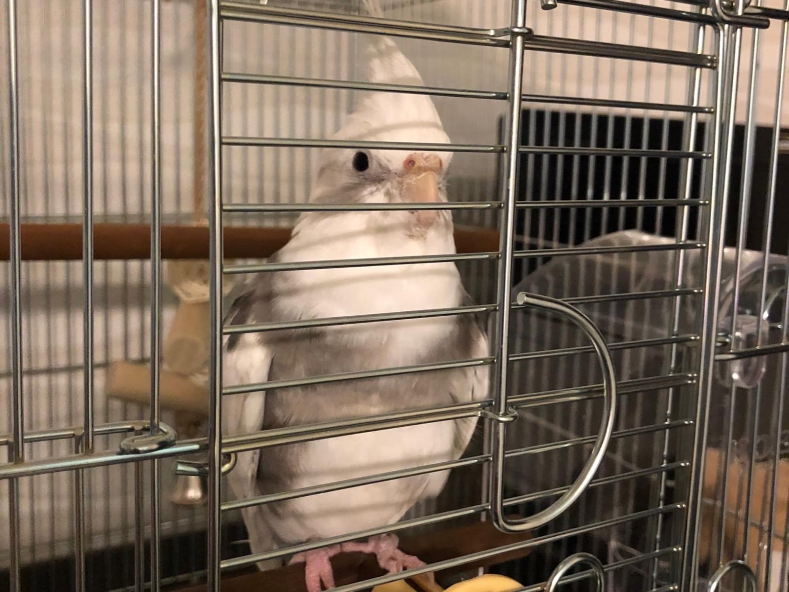 保護された鳥 保護された鳥