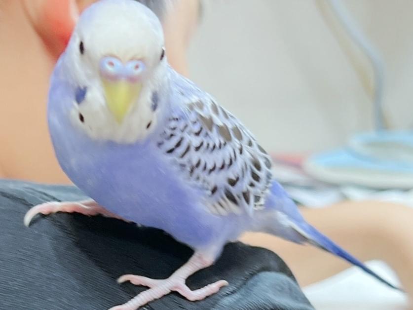 ドラちゃん ドラちゃん
