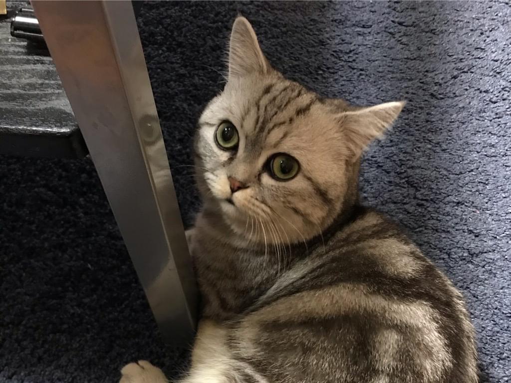 保護された猫 保護された猫