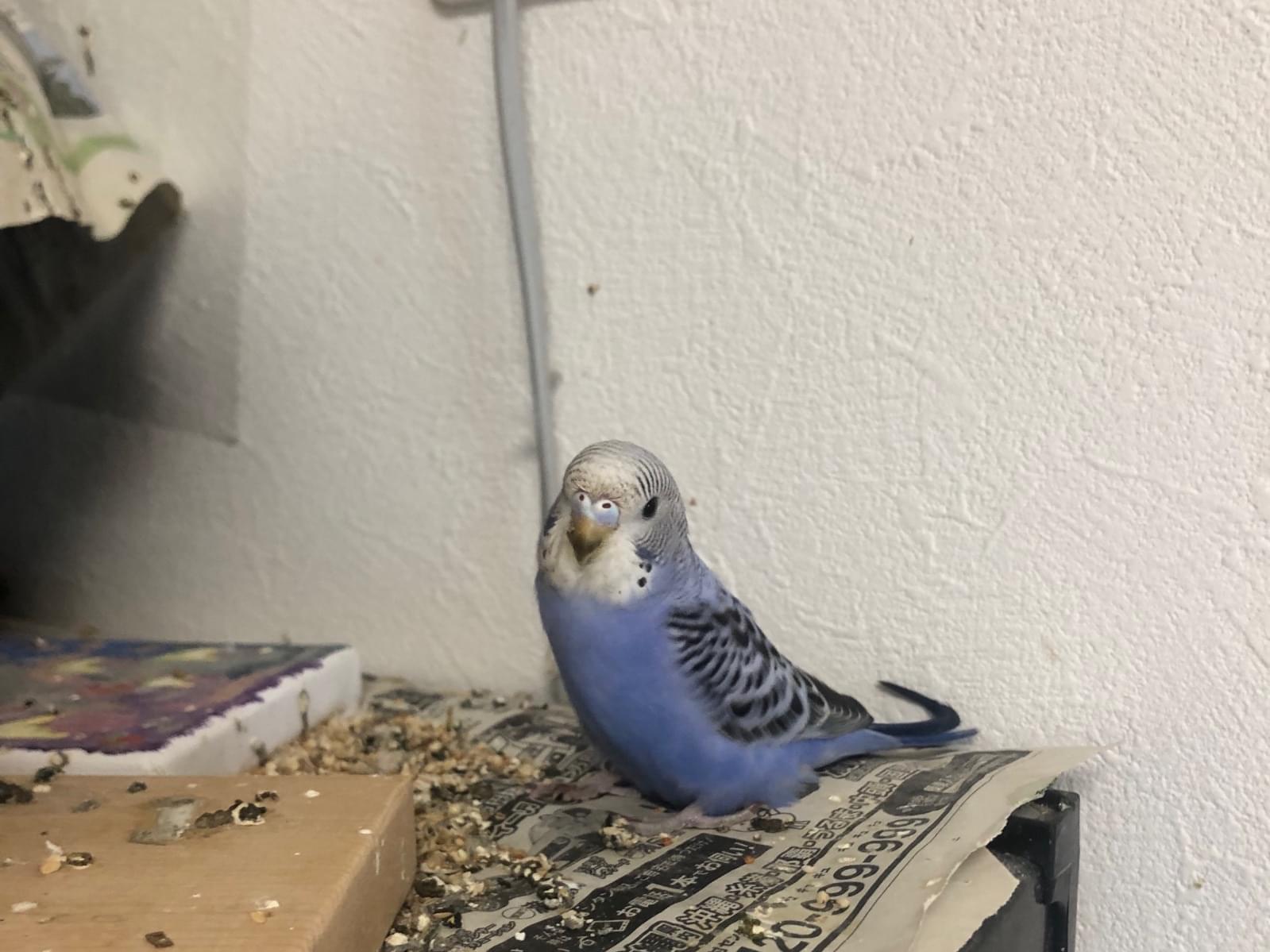 ブルツーちゃん ブルツーちゃん