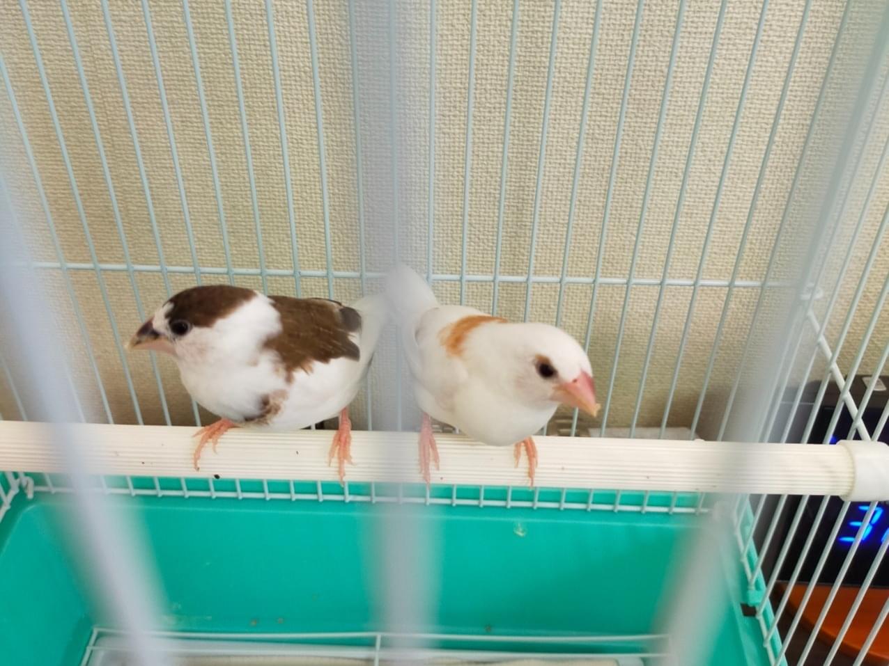 保護された鳥 保護された鳥