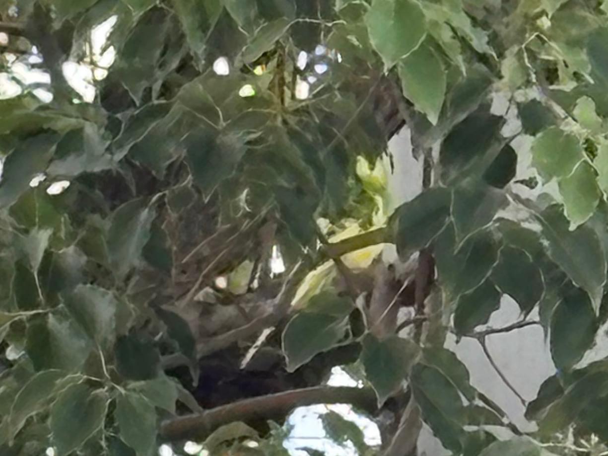 目撃された鳥 目撃された鳥