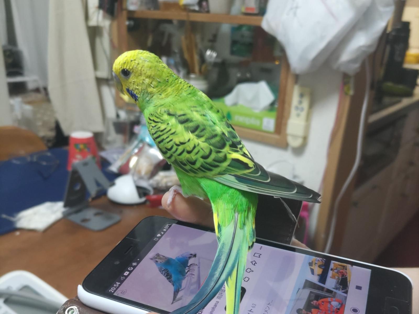 ふーちゃん ふーちゃん