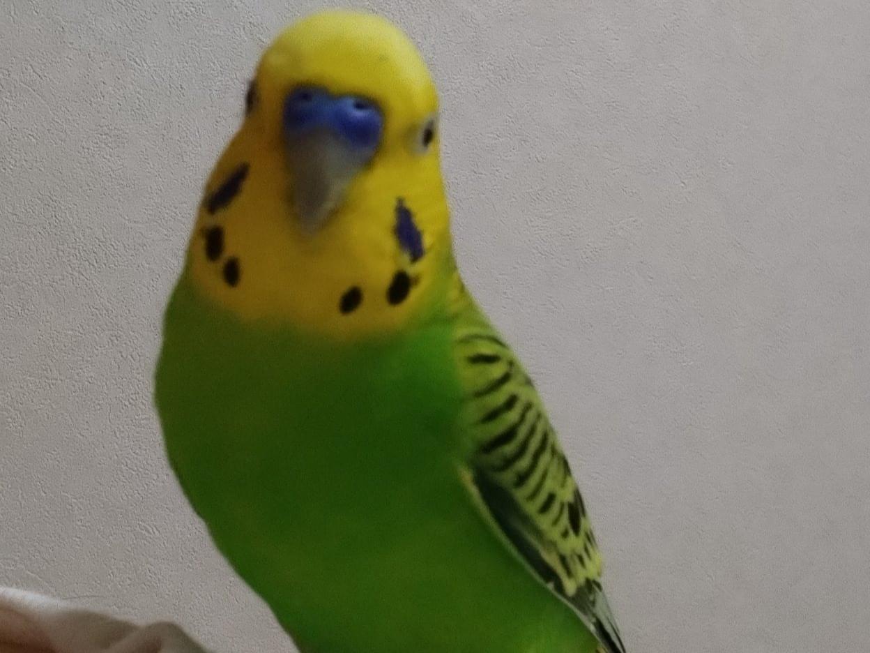 ゴンちゃん ゴンちゃん