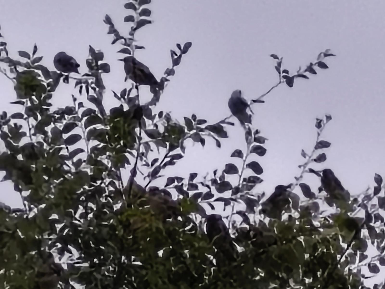 目撃された鳥 目撃された鳥