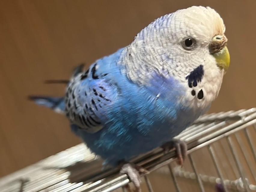 いんちゃん いんちゃん