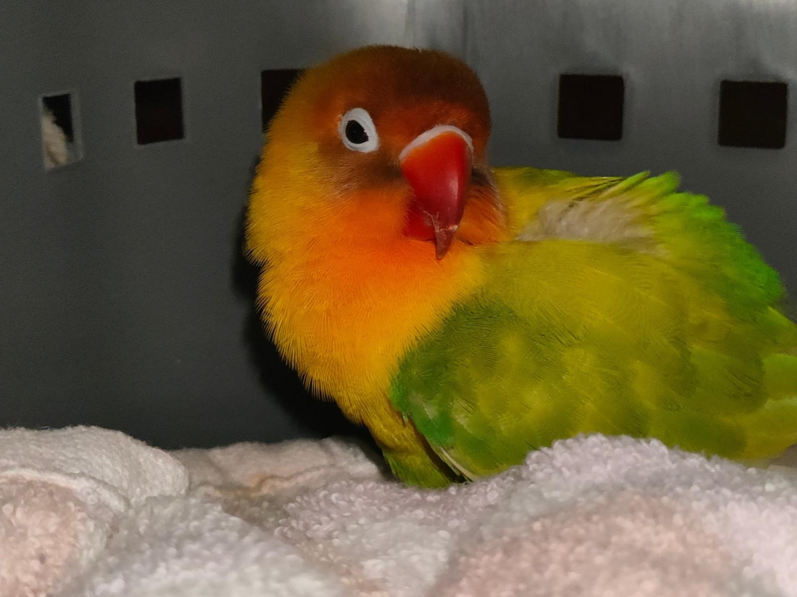 保護された鳥