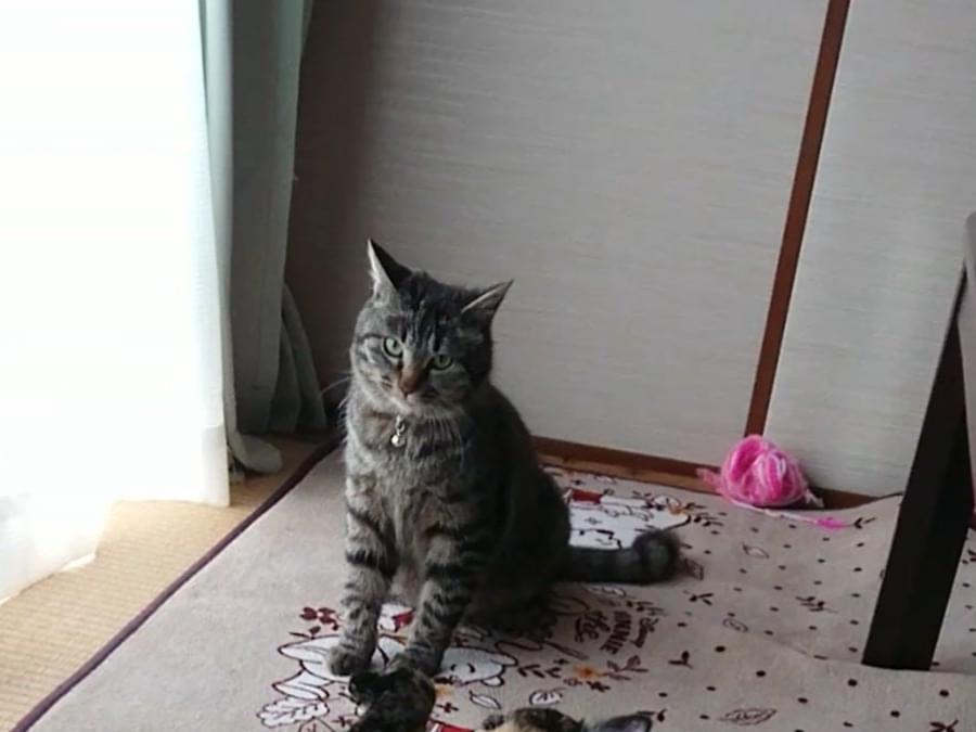 れいちゃん れいちゃん