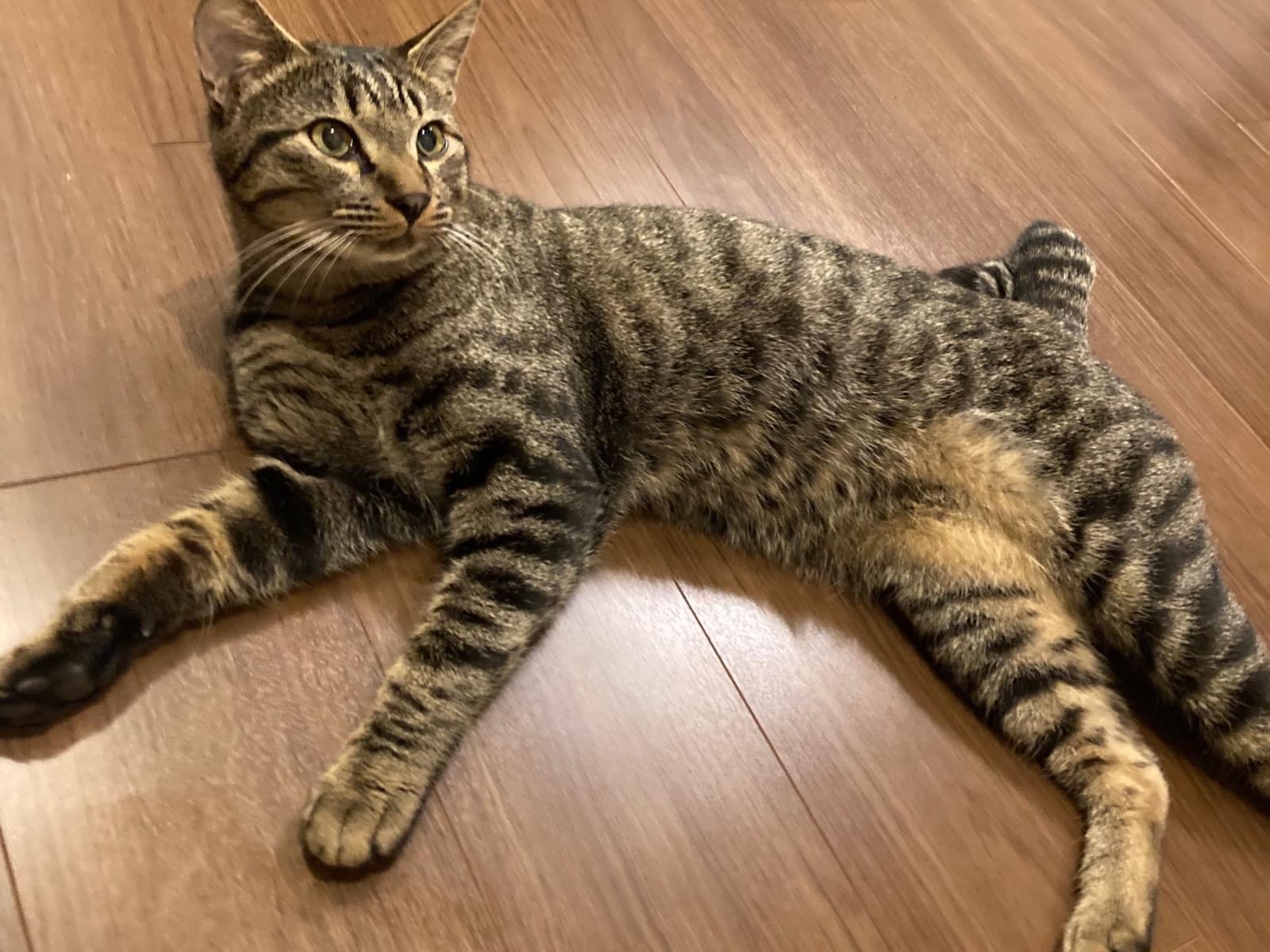 保護された猫 保護された猫