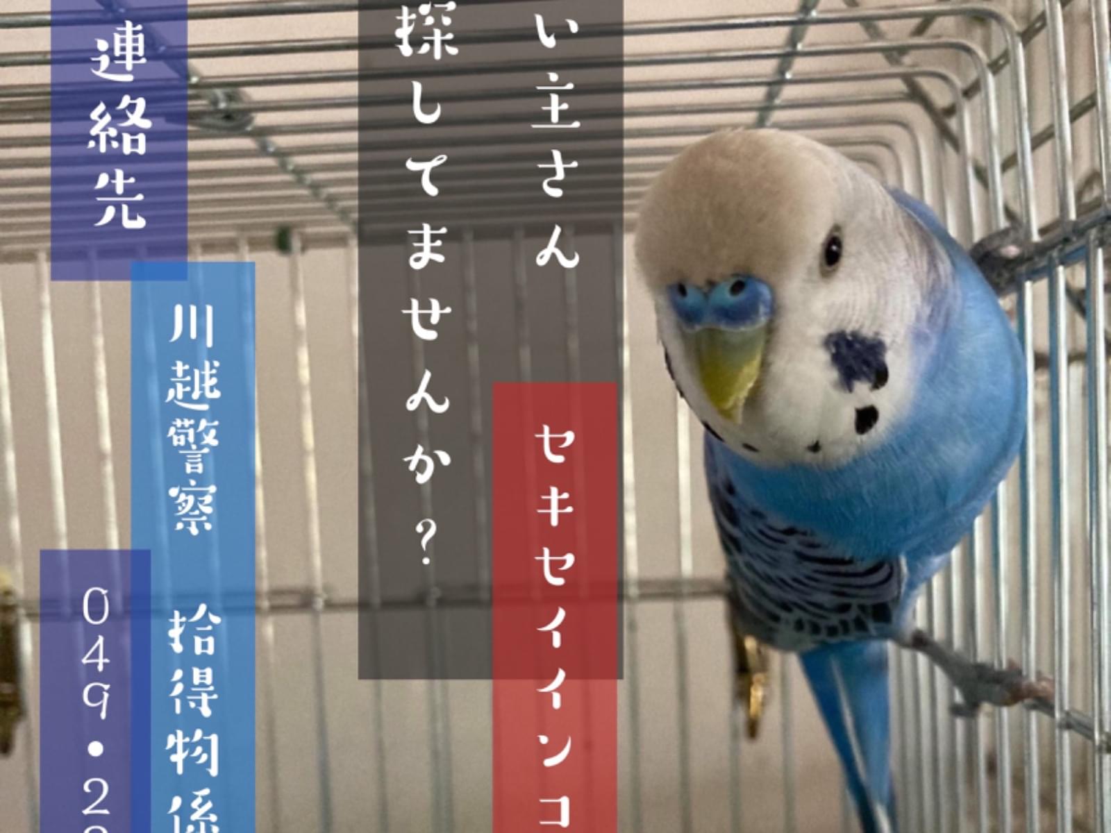 保護された鳥 保護された鳥