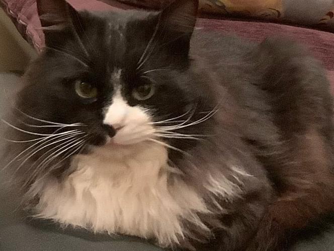 保護された猫 保護された猫