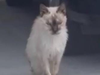 目撃された猫 目撃された猫