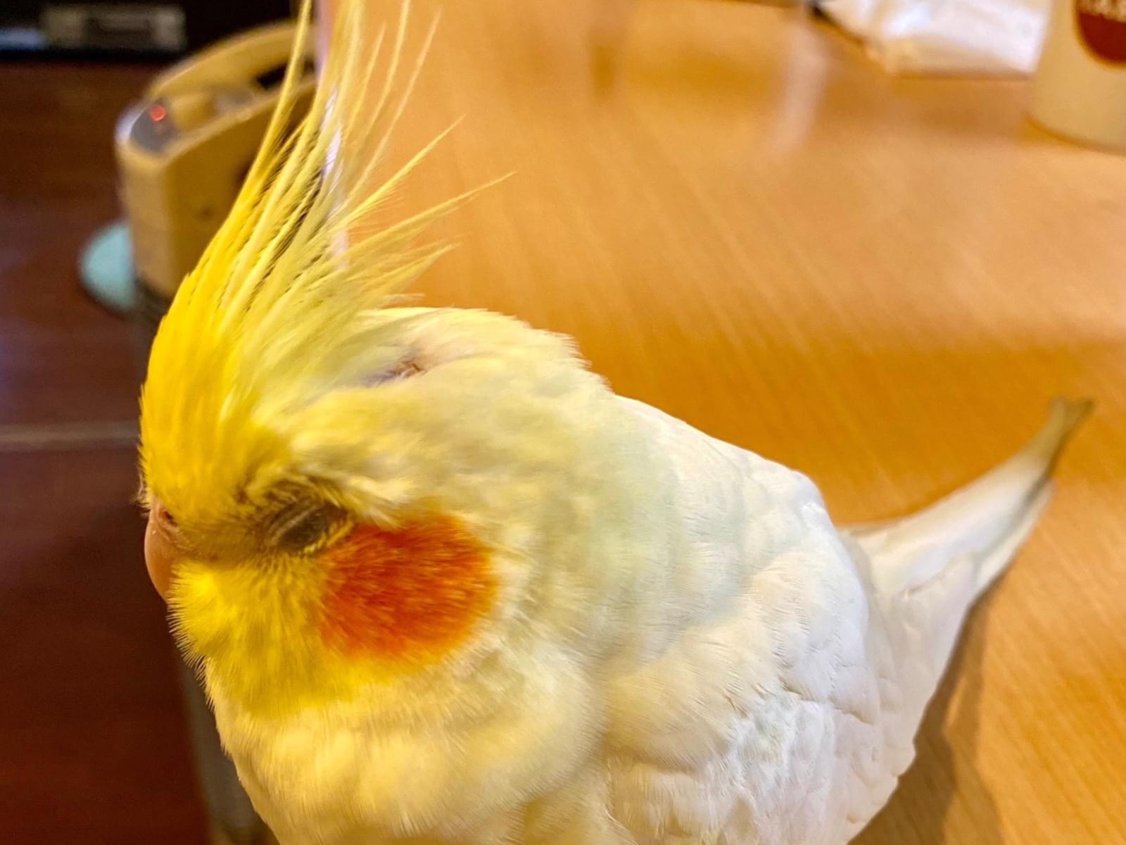 ホウズキちゃん ホウズキちゃん